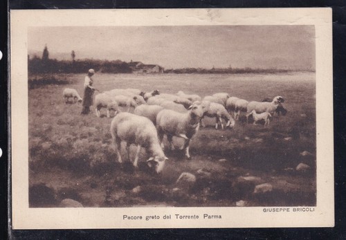 Cartolina pecore greto - pecore, del